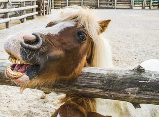 Portrait of a pony, photo session of a pony at the zoo