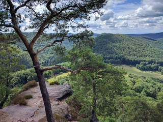 Pfälzer Wald
