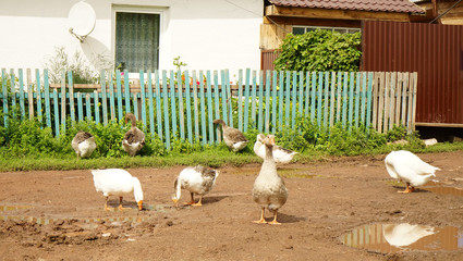 geese in the village