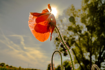 red poppy flower in nature with starburst