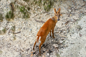 Brown deer, Sika female walking on the ground.