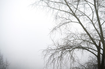 Fototapeta na wymiar Lonely branch in the fog Black and white