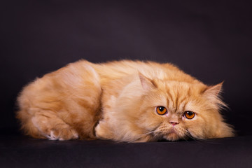 Orange persian cat