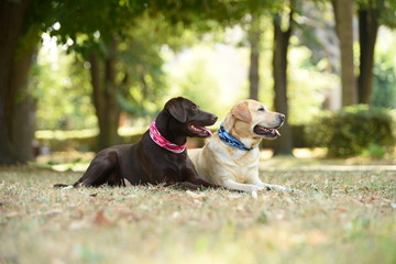 Two labradors in the park