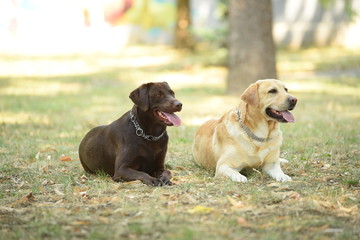 Two labradors in the park