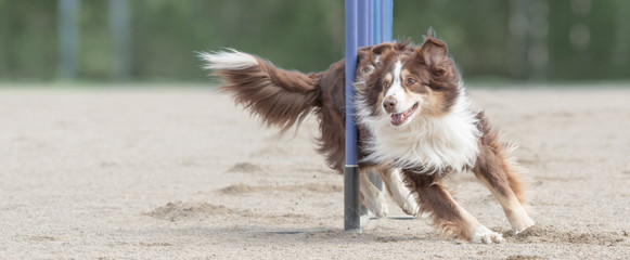 Australian shepherd doing slalom in agility dog competition. Sized to fit for cover image on...