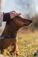 Tierliebe