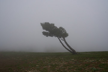 Tree, fog, wind, mountains, nature, beauty, evening