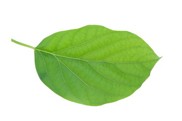 Avocado leaf isolated on white background