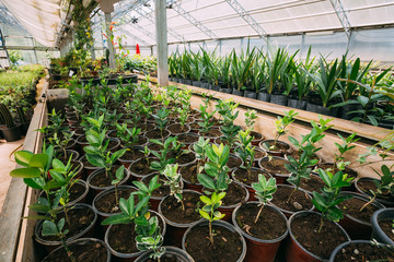 Sprouts Of Plants Growing From Soil In Pots In Greenhouse Or Hothouse