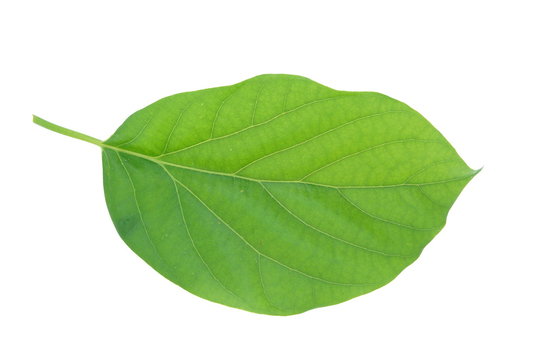 Avocado leaf isolated on white background