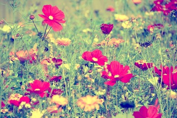Fototapety  Kartka z życzeniami - kolorowa łąka kwiatowa - letnie kwiaty