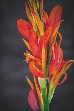 Canna, Flower, Exotic