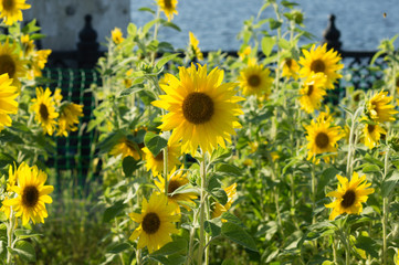 Fototapeta premium Sunflower field in sunset light. Autumn background.
