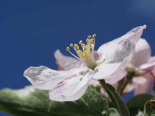 macro picture of a pink and white apple tree blossom with sky in the background