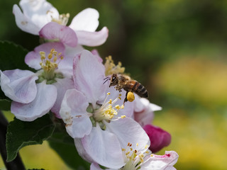 western honey bee (apis mellifera) flying over an apple tree blossom