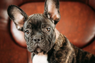 Potrait Of Young Black French Bulldog Dog Puppy With White Spot 