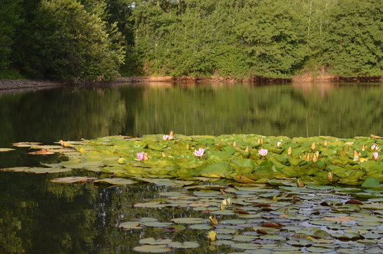 Laghetto delle ninfee