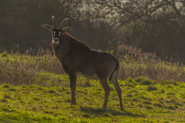 A roan antelope stag in the countryside, posing under the winter morning sun.