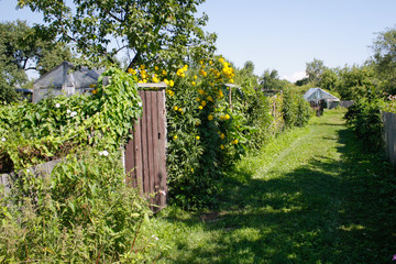 Fototapeta premium Countryside garden walk view.