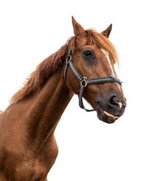 Portrait of a horse on a white background