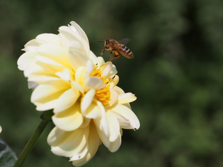 western honey bee (apis mellifera) flying to a light yellow dahlia blossom 