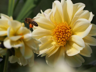 western honey bee (apis mellifera) flying to a light yellow dahlia blossom 