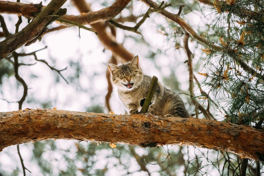 Screaming Meowing Adult Cat On A Pine Tree Branch Spring Season