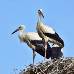 ready for outbound flight