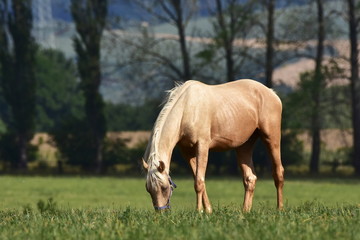 Naklejka na ściany i meble beautiful light purebred horse