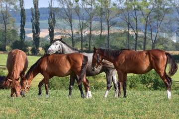 Obraz premium purebred horses on pasture