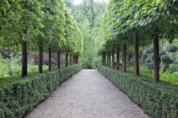 Walking stone path between rows of topiary trees growing in a trimmed, evergreen hedge, in a summer English garden . - 168225867
