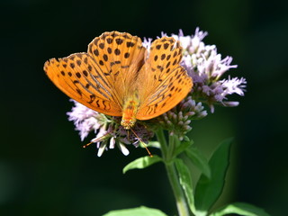 Silver-washed fritillary