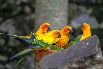 Rainbow lorikeet