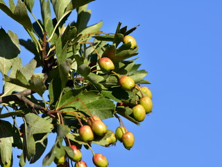 hawthorn partially un-riped