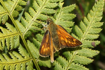 Female European  Large Skipper Butterfly (Ochlodes sylvanus) posing on a fern plant.