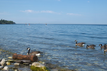 paisaje de patos en el lago