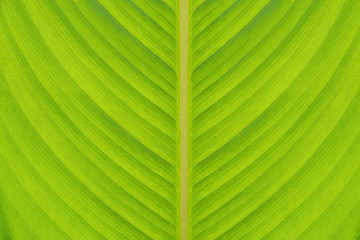 leaf detail
