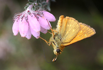 European  Large Skipper Butterfly (Ochlodes sylvanus) feeding on a heath flower