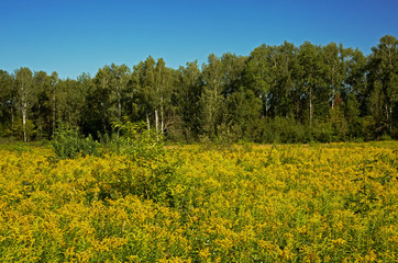 Meadow and forest in the distance in summer