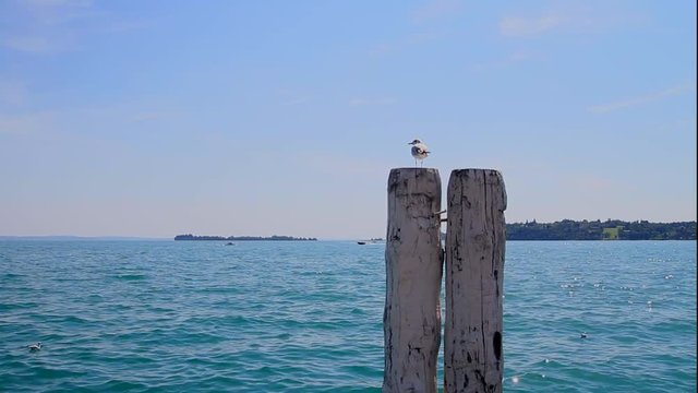 Lago di Garda con gabbiano Isola del Garda e paese Portese Lombardia Italia Italy