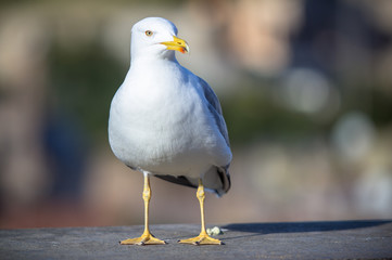 Seagull