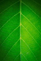Green Leaf 