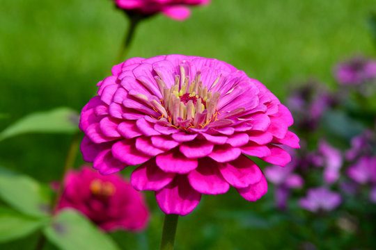 Dahlienbl&uuml;htige Zinnie (zinnia elegans Riesen royal purple)