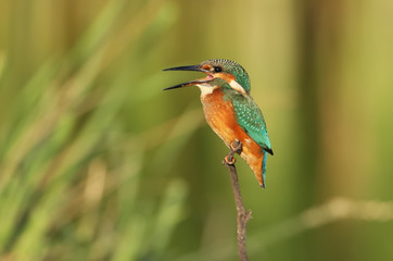 Close up portrait of common kingfisher with open beak in soft red evening light.