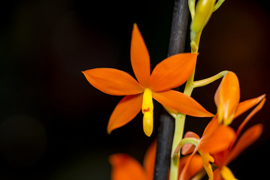 Orchideen, Orchids, Dendrobium, Encyclia