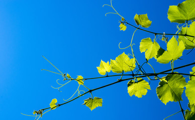 The texture of a grape-vine against the blue sky.