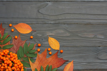 Fototapeta na wymiar autumn background with colored leaves and rowan on wooden board. top view with copy space