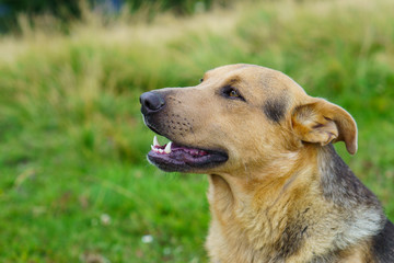Smiling cute mixed breed handsome pastel ginger red dog having fun on summer green grass in park or field. Adventures pets travel concept. Selective focus, copy space, close up.