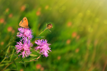 Macro shot on butterfly and cornflower.